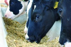 Prefeitura de São Gonçalo vai adquirir 450 toneladas de silagem para produtores de leite